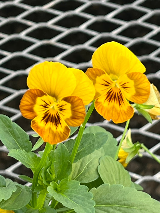 Viola, Honeybee