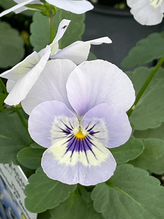 Viola, Marina