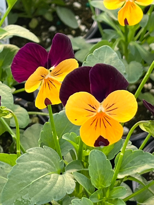 Viola, Orange Jump-up