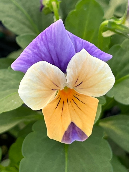 Viola, Peach Jump-up