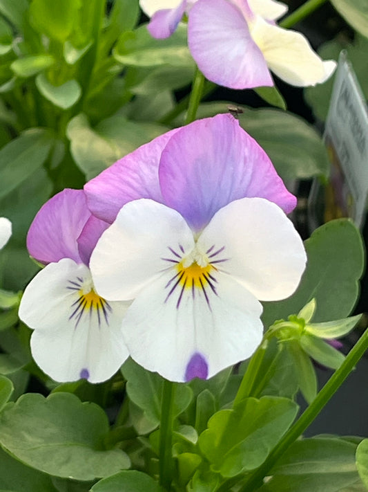 Viola, Pink Jump-Up