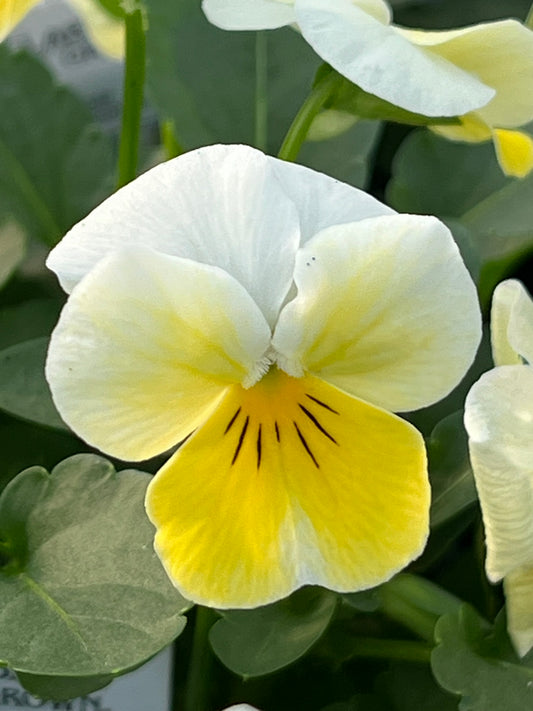 Viola, Primrose Bicolor