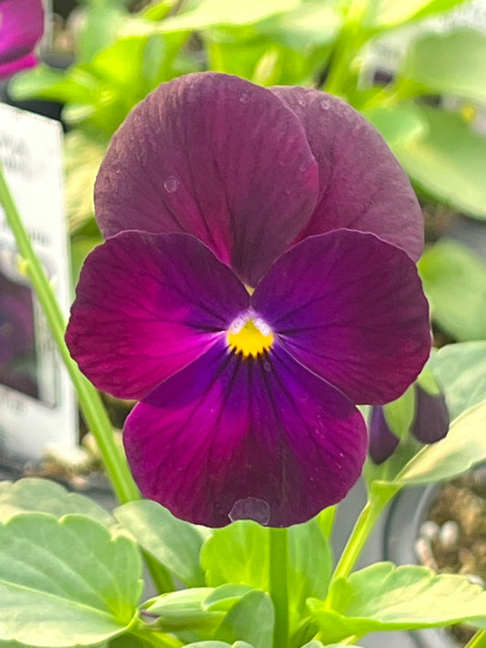 Viola, Purple