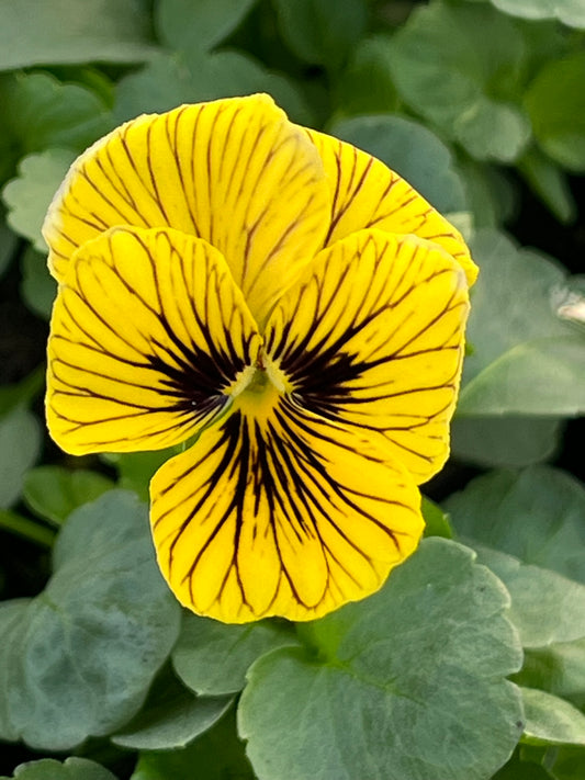 Viola, Tiger Eye