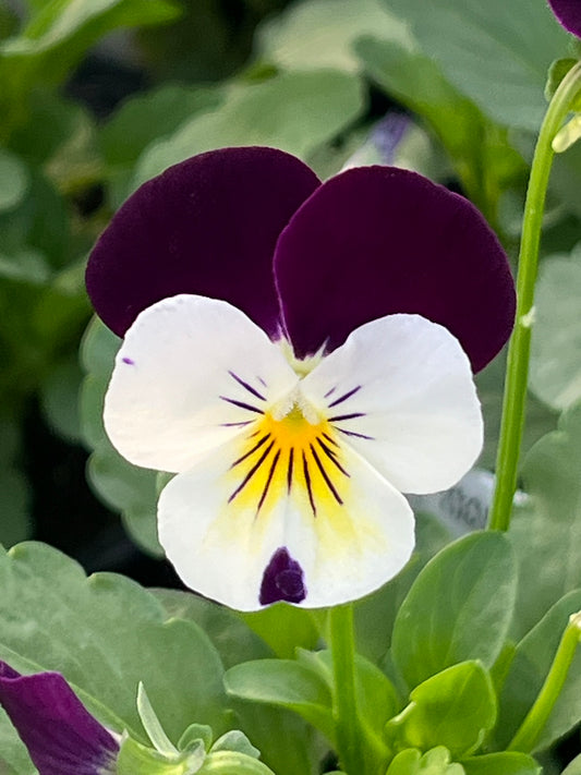 Viola, White Jump-up