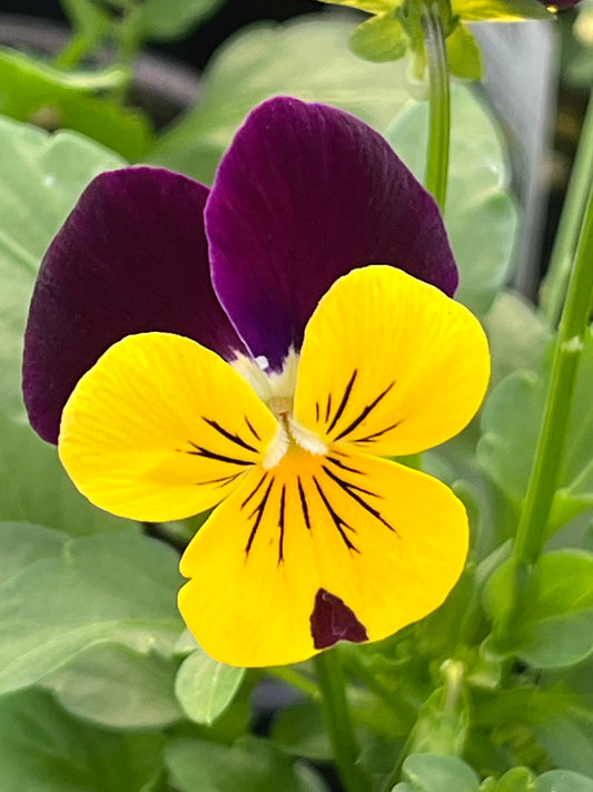 Viola, Yellow Jump-up