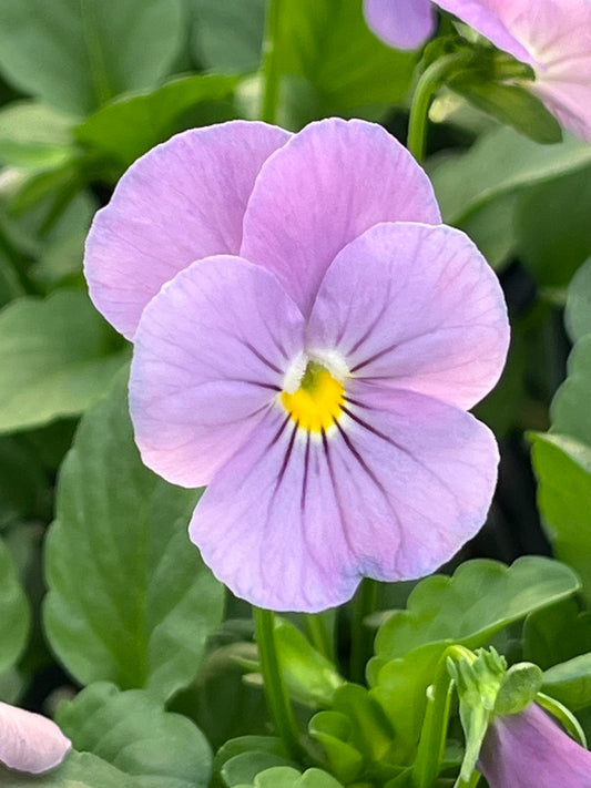 Viola, Pink