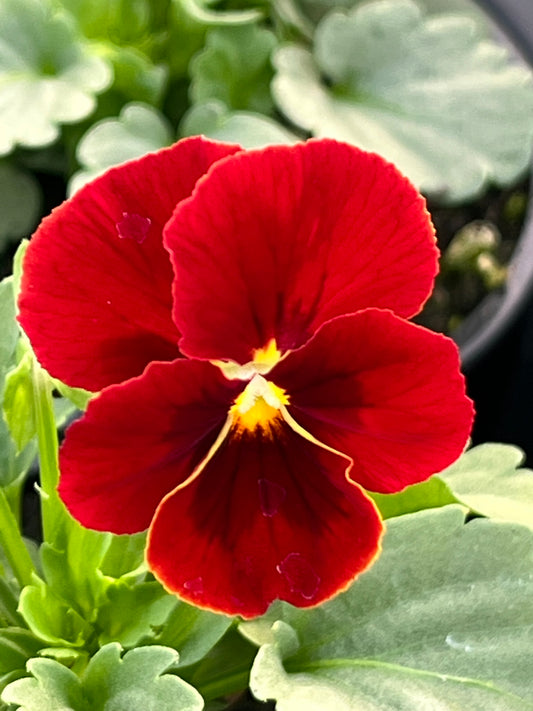 Viola, Red blotch