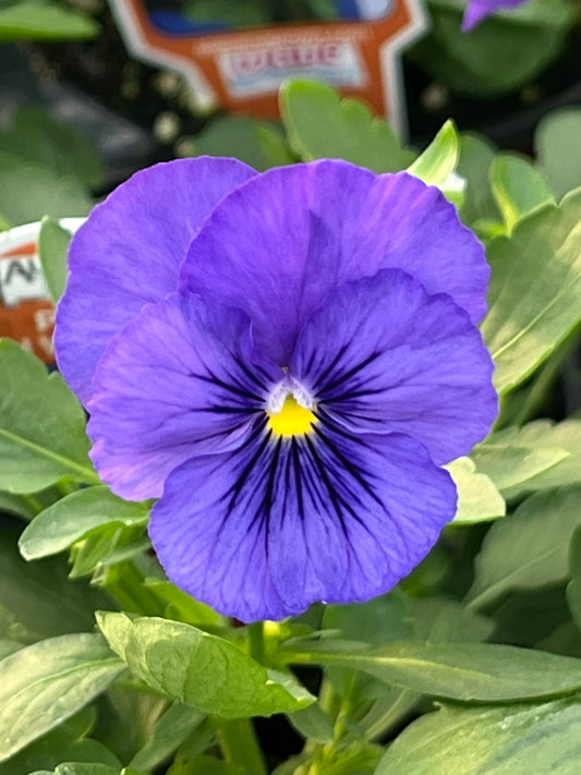 Pansy, Cool Wave Blue