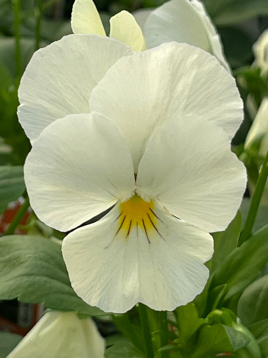 Pansy, Cool Wave White