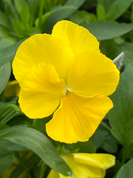 Pansy, Cool Wave Yellow