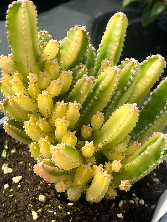 Cactus, Variegated Fairy Castle, Acanthocereus tetragonus