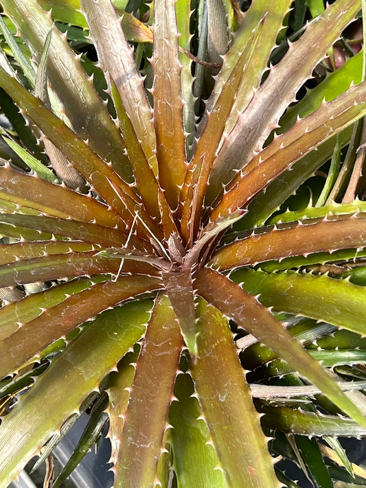 Dyckia fosteriana 'Grape Jelly'