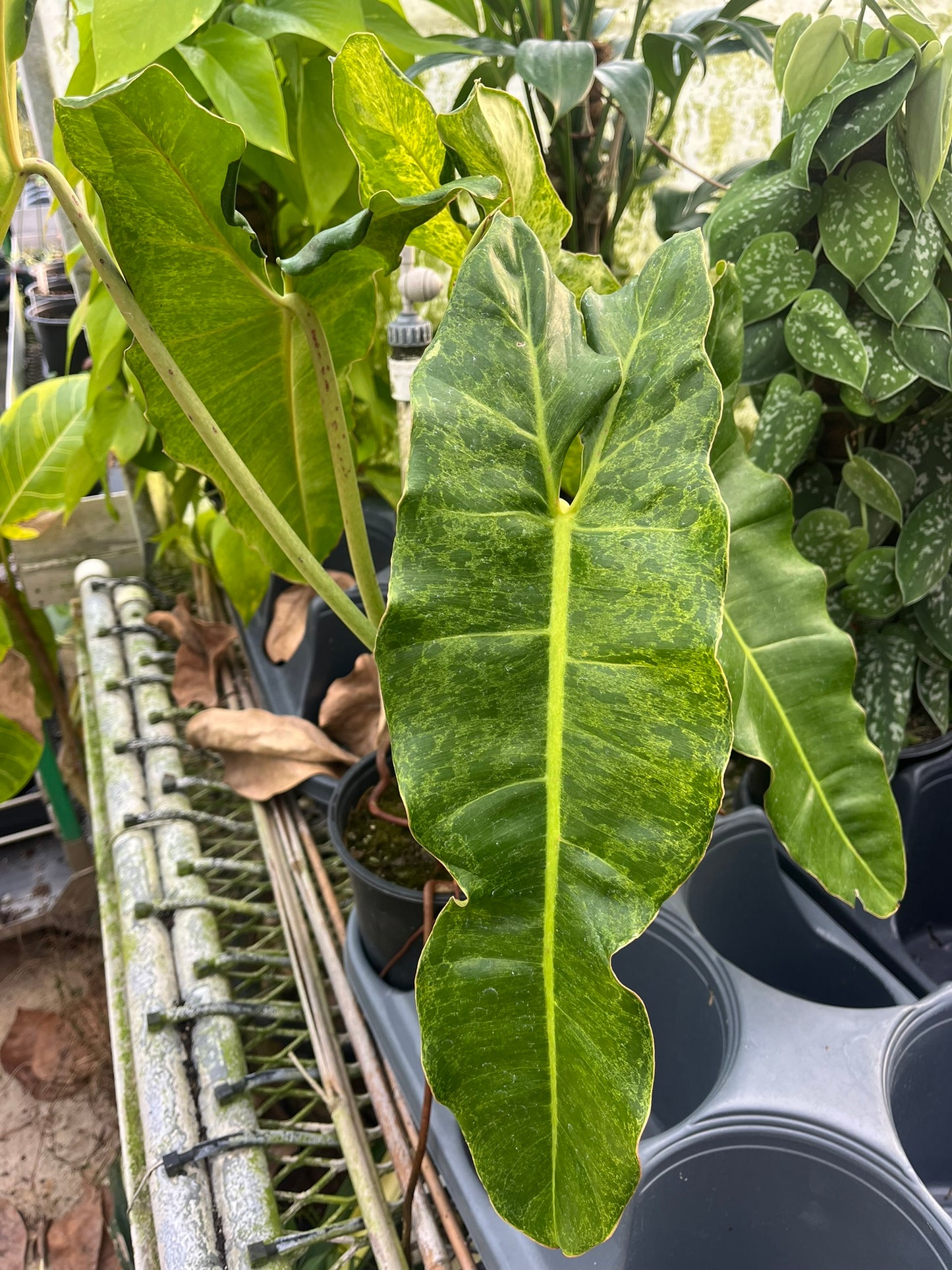 Philodendron 'Paraiso Verde'