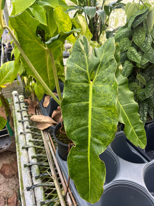 Philodendron 'Paraiso Verde'