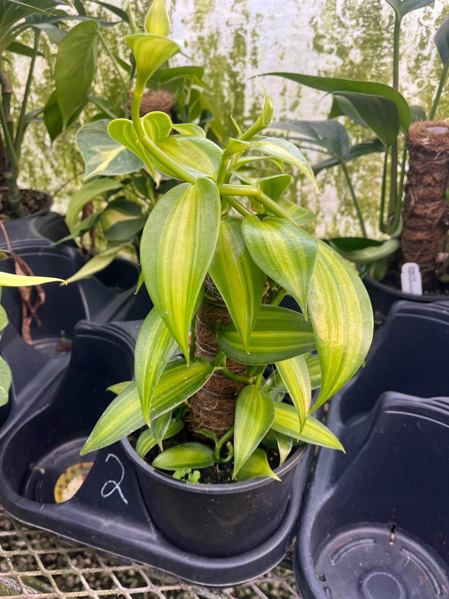 Vanilla planifolia Variegata