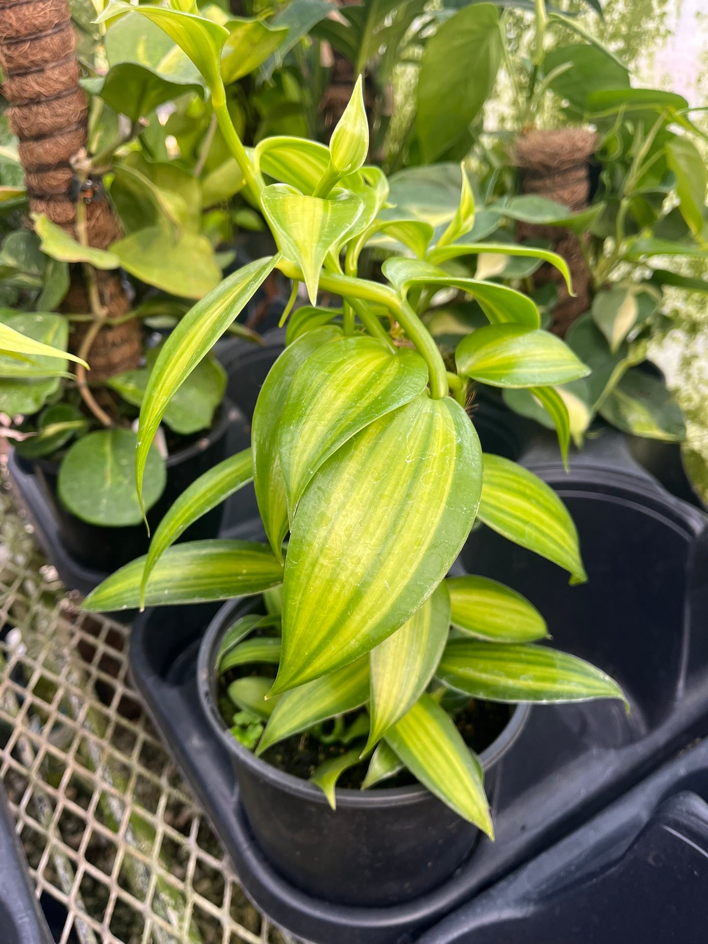 Vanilla planifolia Variegata
