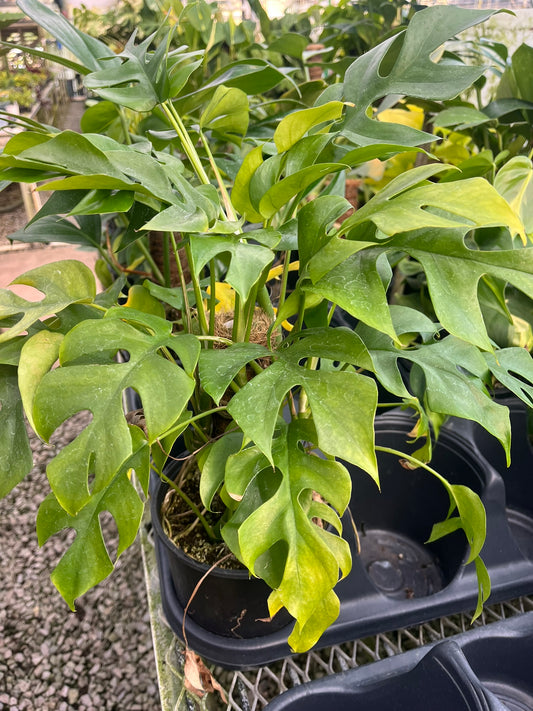 Rhaphidophora tetrasperma, Mini Climbing Monstera