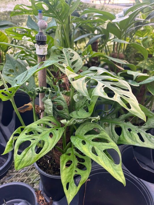 Monstera adansonii, Swiss Cheese Plant