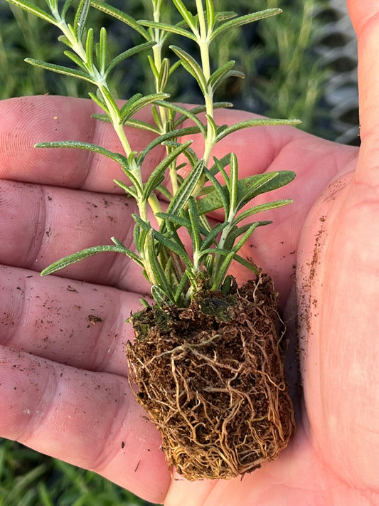 -- Herb Young Starter Transplant Plugs Grown-to-Order