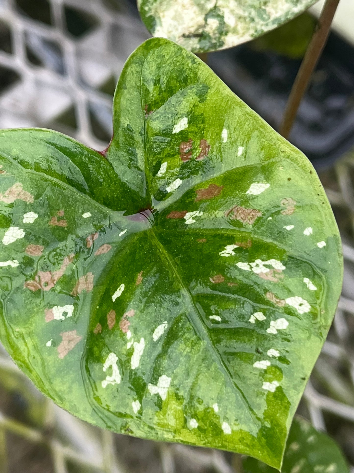 Caladium Koh Kret City - 1 bulb