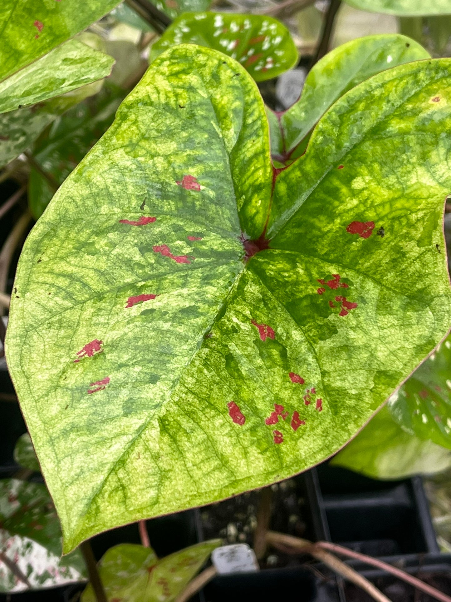 Caladium Koh Kret City - 1 bulb