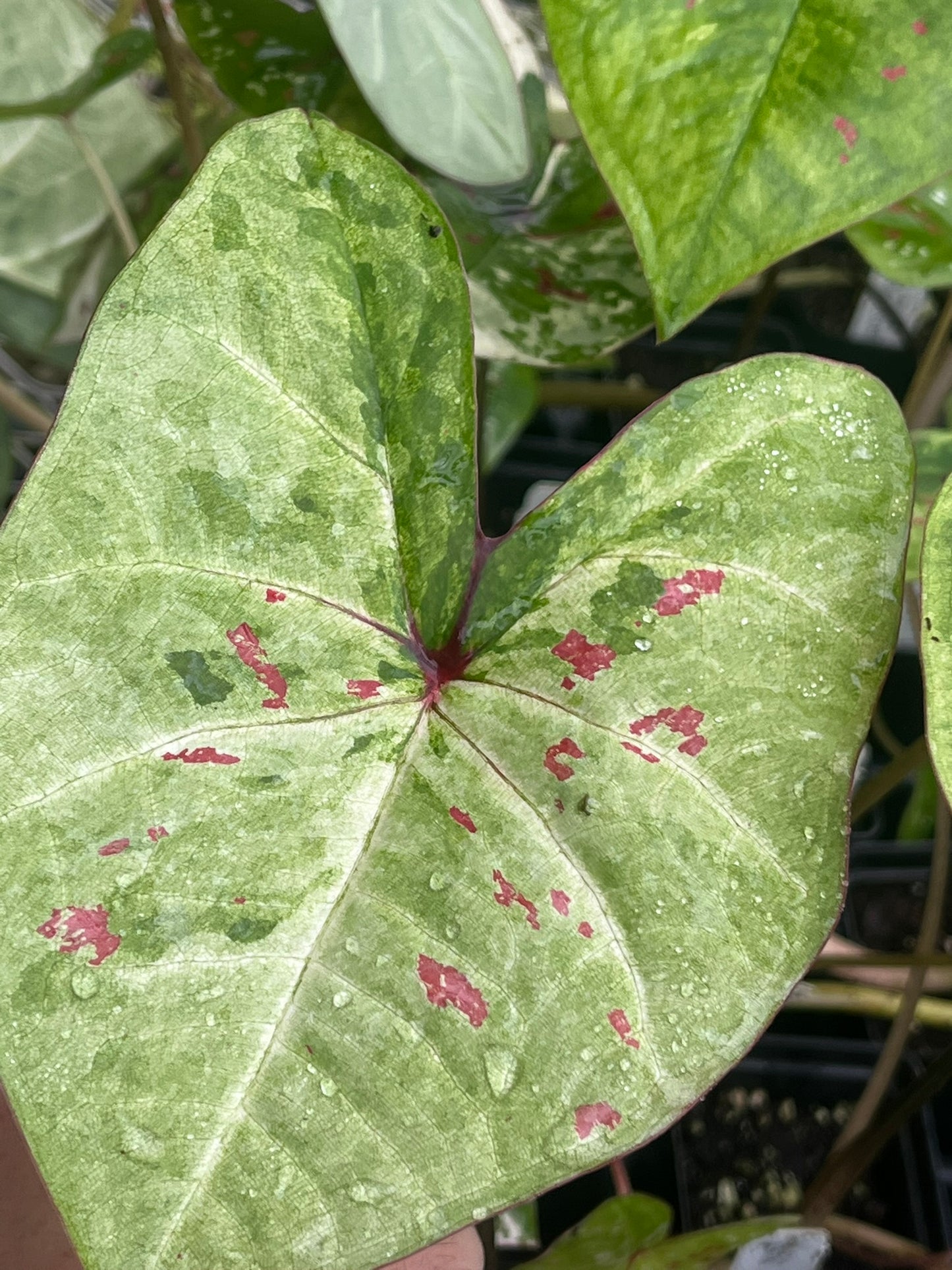 Caladium Koh Kret City - 1 bulb