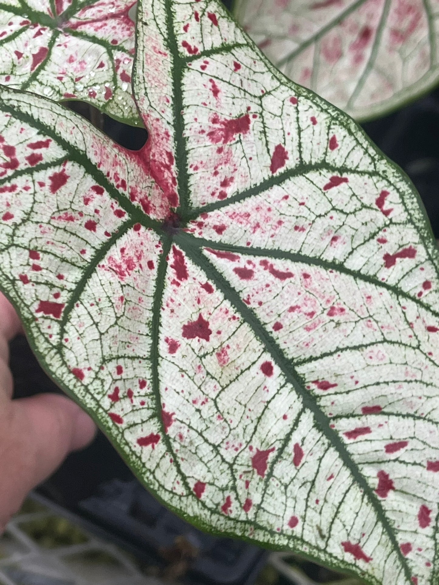 Caladium Yad Fun - 1 bulb