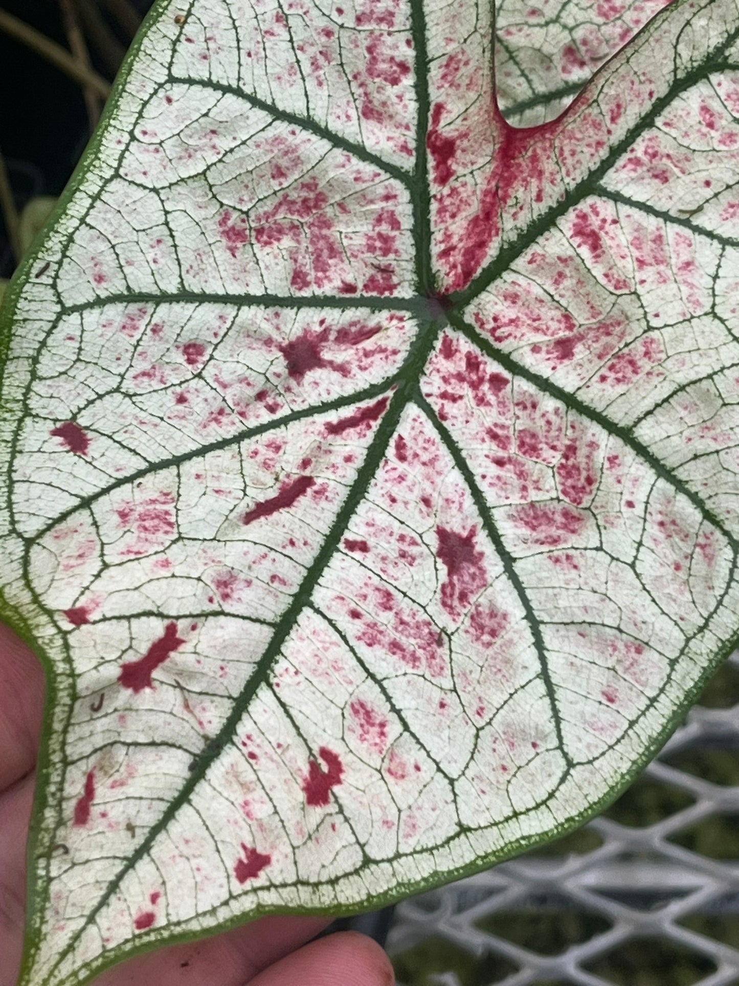 Caladium Yad Fun - 1 bulb