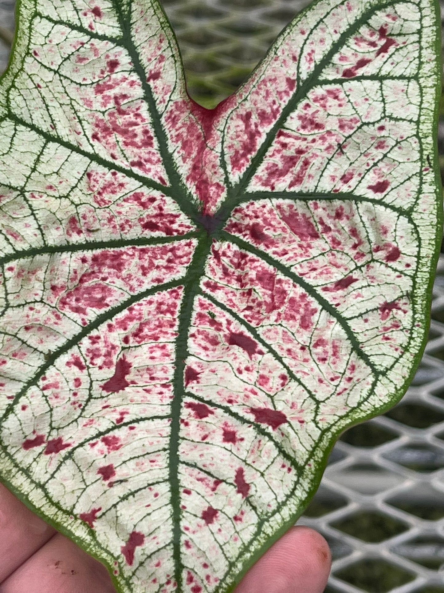 Caladium Yad Fun - 1 bulb