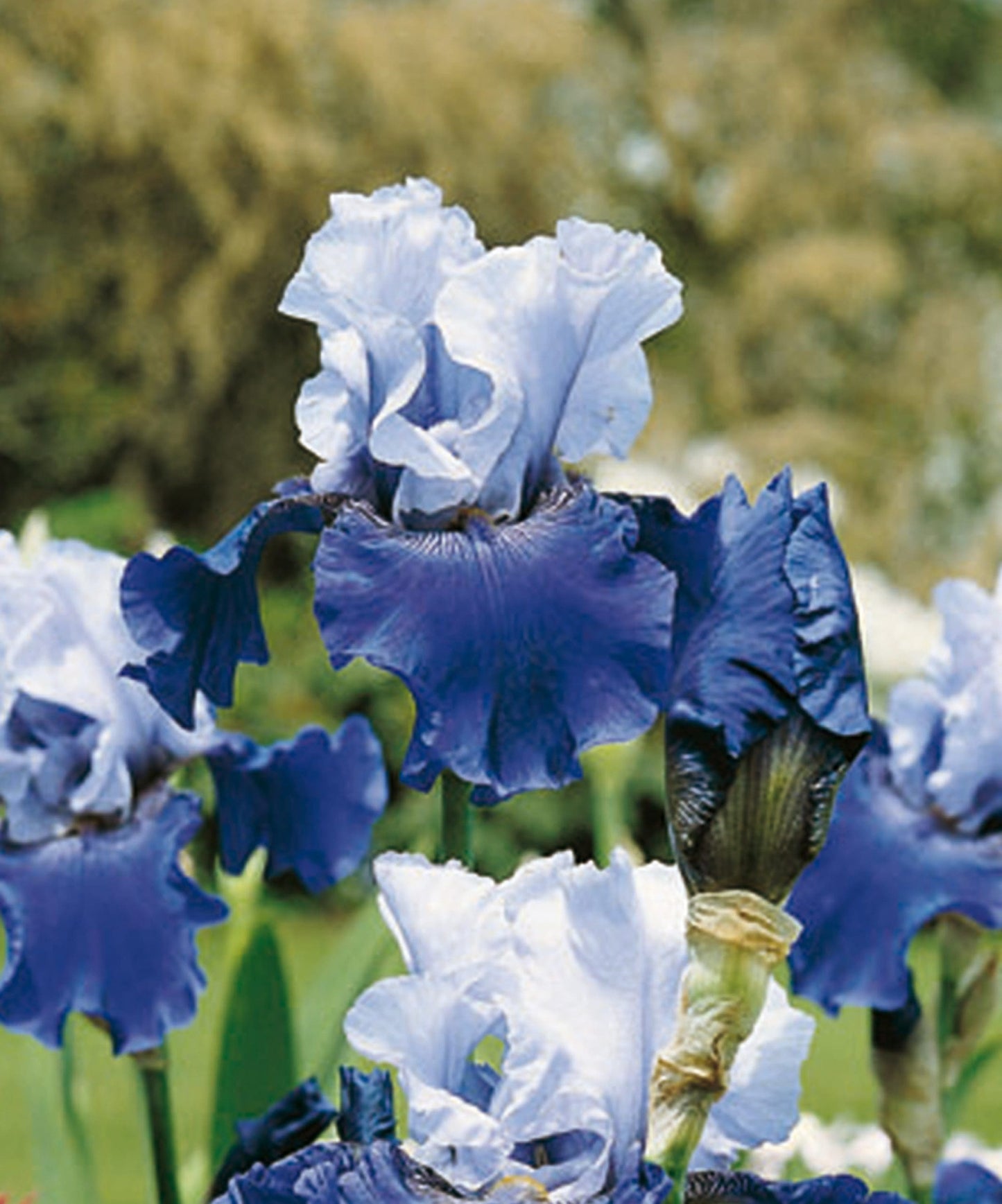 Iris germanica