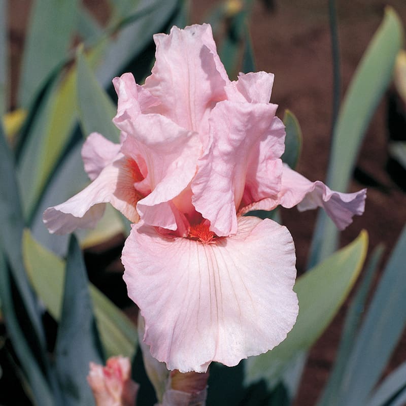 Iris germanica
