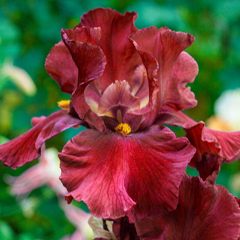 Iris germanica