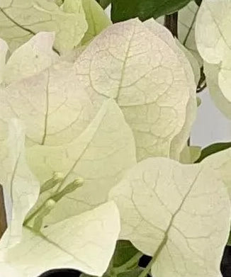 Bougainvillea, Key West White