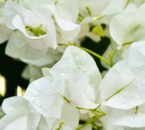 Bougainvillea, Key West White