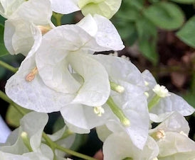 Bougainvillea, Key West White