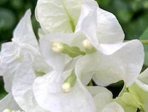 Bougainvillea, Key West White