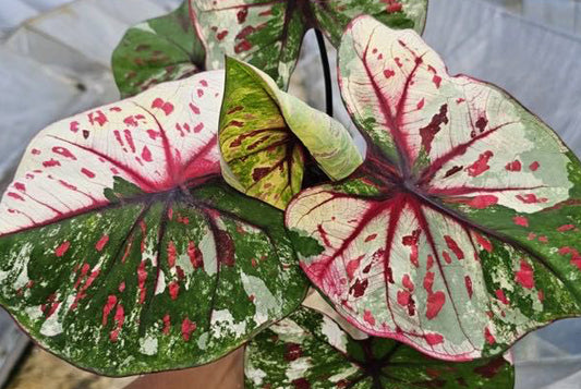 Caladium Krok Kert City - 1 bulb