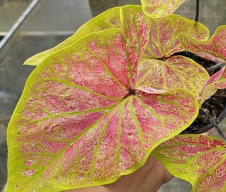 Caladium Leuang Banja Pakee - 1 bulb