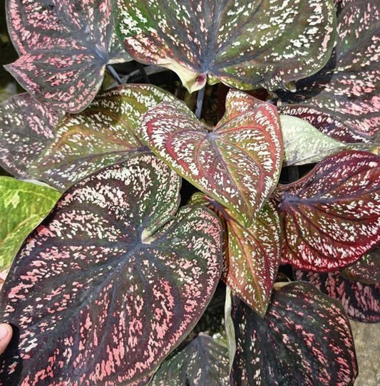 Caladium River Kwai Bridge - 1 bulb