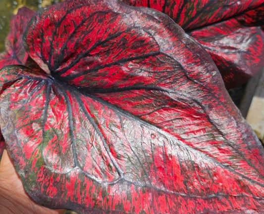 Caladium Silaphet - 1 bulb