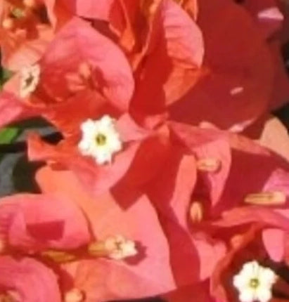 Bougainvillea, Sundown Orange