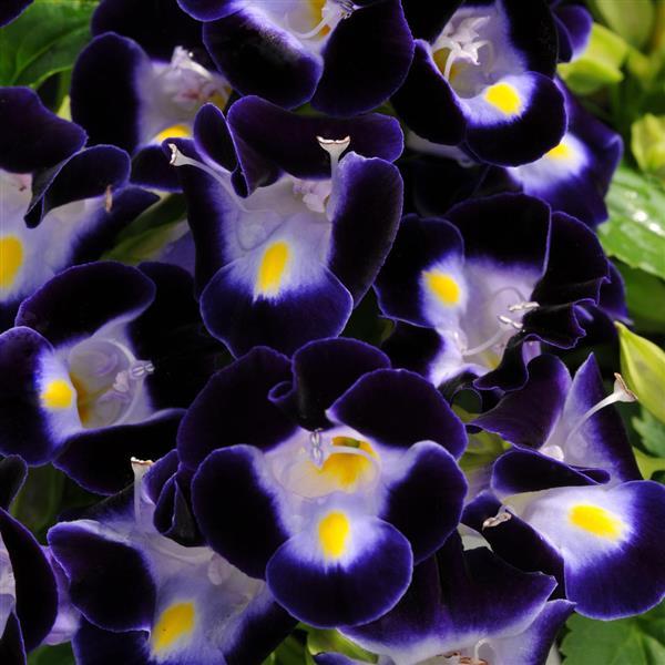 Torenia Kauai™