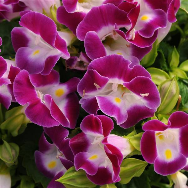 Torenia Kauai™