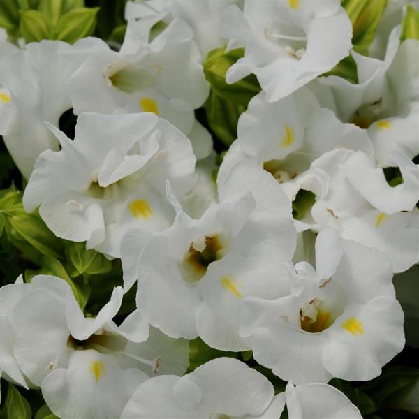 Torenia Kauai™