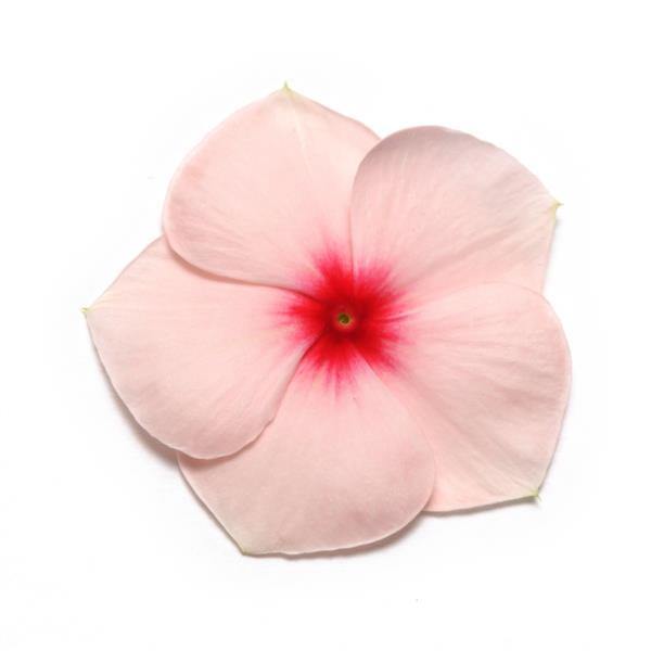 Vinca Pacifica XP