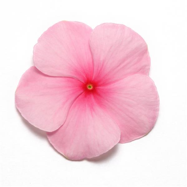 Vinca Pacifica XP
