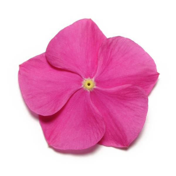 Vinca Pacifica XP