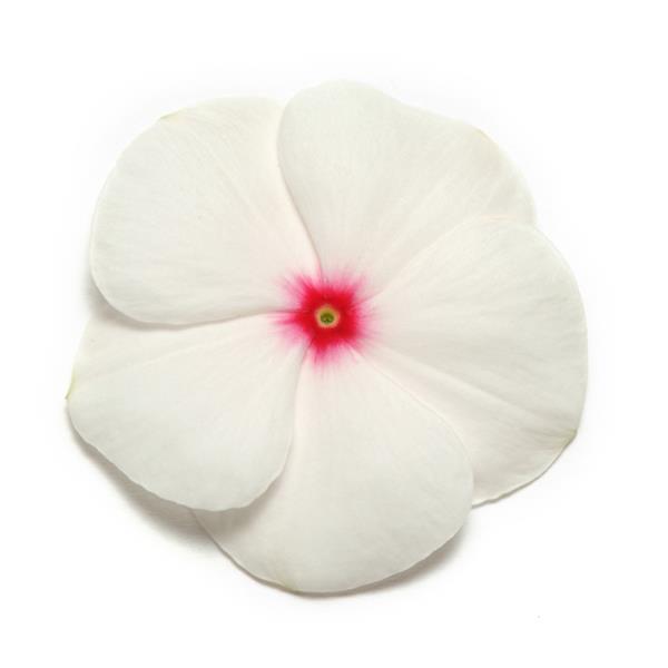 Vinca Pacifica XP