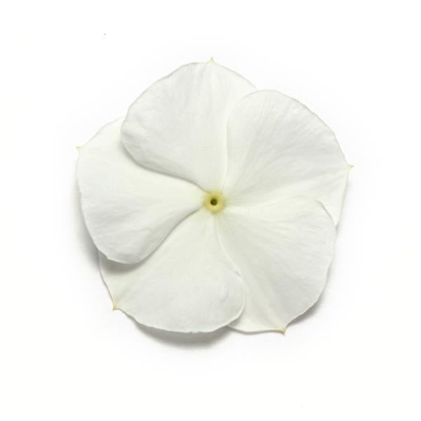Vinca Pacifica XP